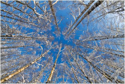 7D_002290 winter birch Sigma 10mm fish 1200x