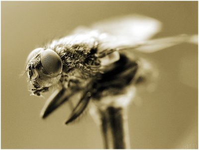 mummified fly
