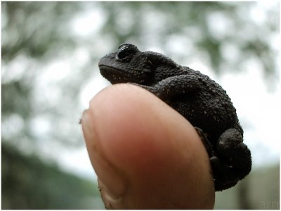 little toad