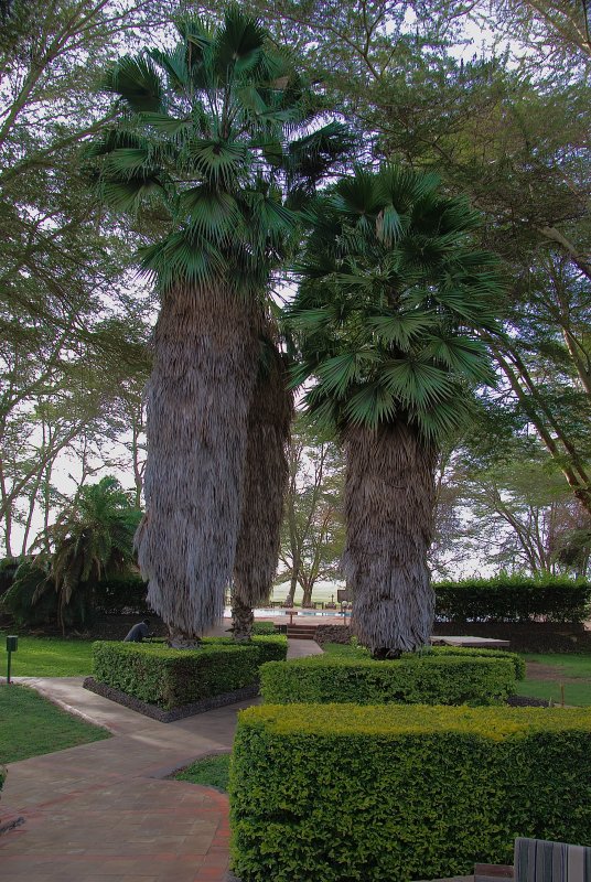 Palms at Oltukai