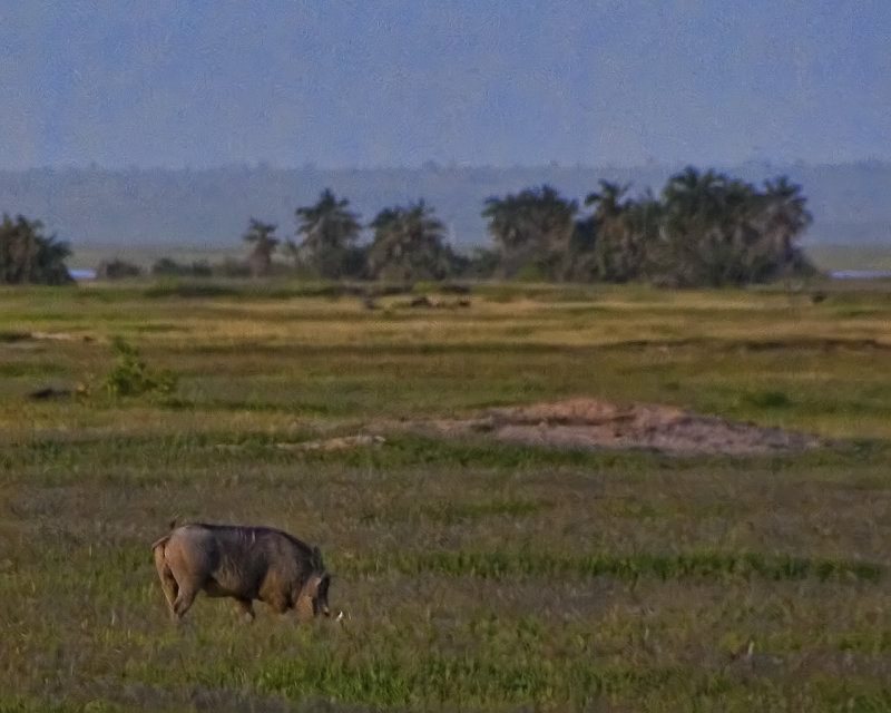 A Warthog