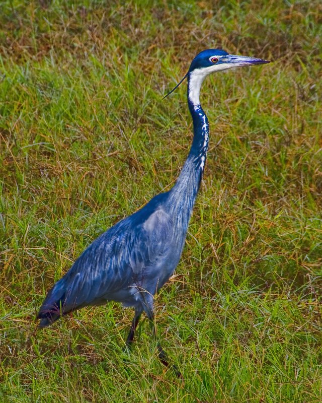 A colourful Heron