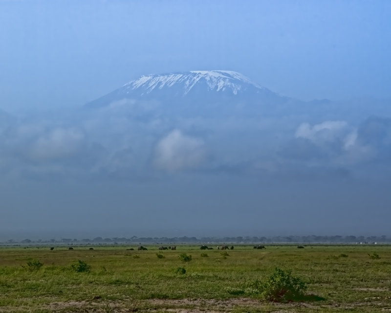 Elephants Below Kilimanjaro