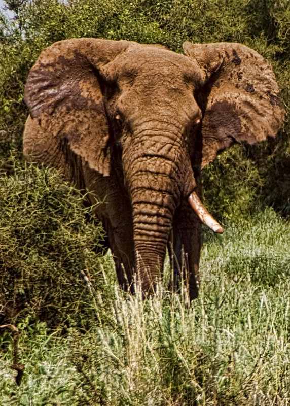 An old Single Tusker