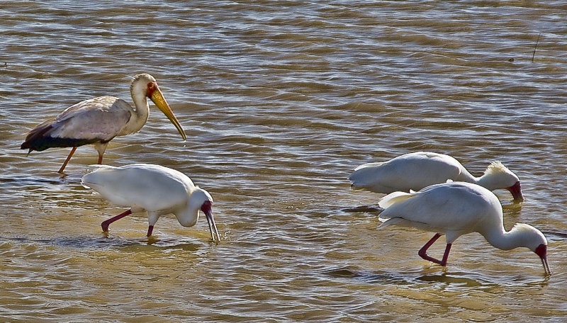 Yellow-billed Stork with African Spoonbills