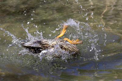 duck3 copy.jpg