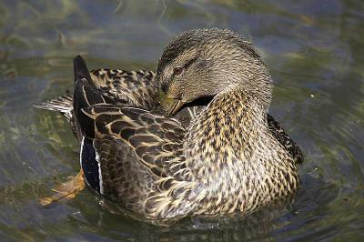 duck4 copy.jpg