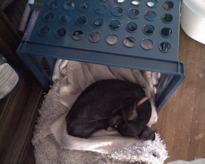 Lollis new bed next to my chair