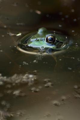 frog in the murk