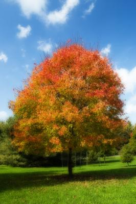 tree of fire