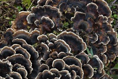 fungi revealed