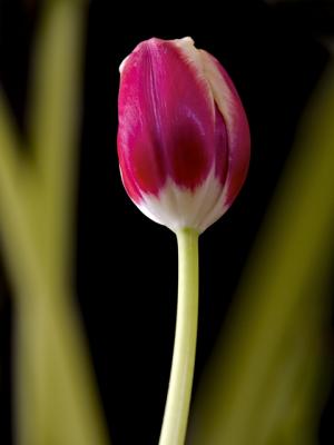 view to a tulip