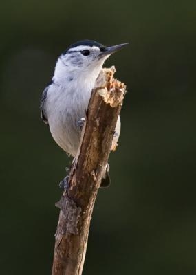 white breasted nuthatch