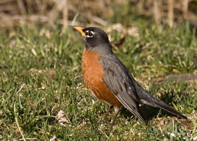 american robin