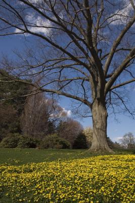 early and late bloomers