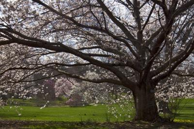 the old, flowering tree