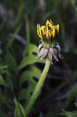 mystical yellow emergence
