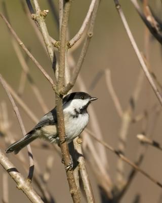 just a chickadee