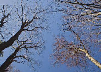 treetop yin and yang
