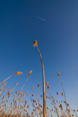 reach high