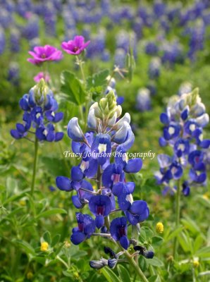 Bluebonnets