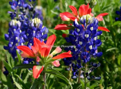 Bluebonnets & Paintbrushes