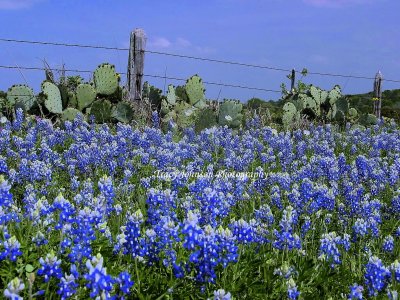 Bluebonnets & Prickly Pear