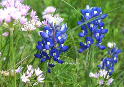 Bluebonnets