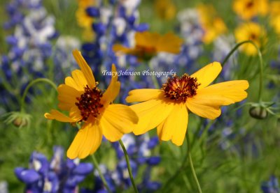 Coreopsis & Bluebonnets
