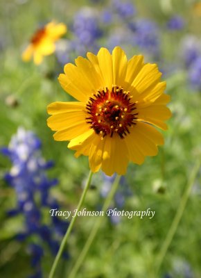 Coreopsis & Bluebonnets