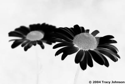 g3/91/384291/3/53564716.wildflowers32904047533.jpg