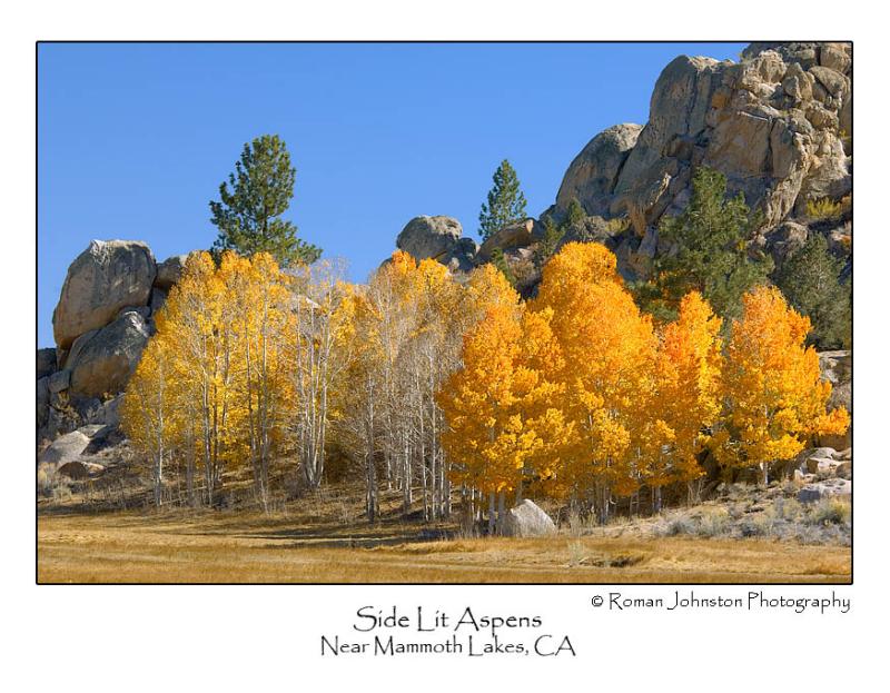 Side Lit Aspens.jpg   (Up To 30 x 45)