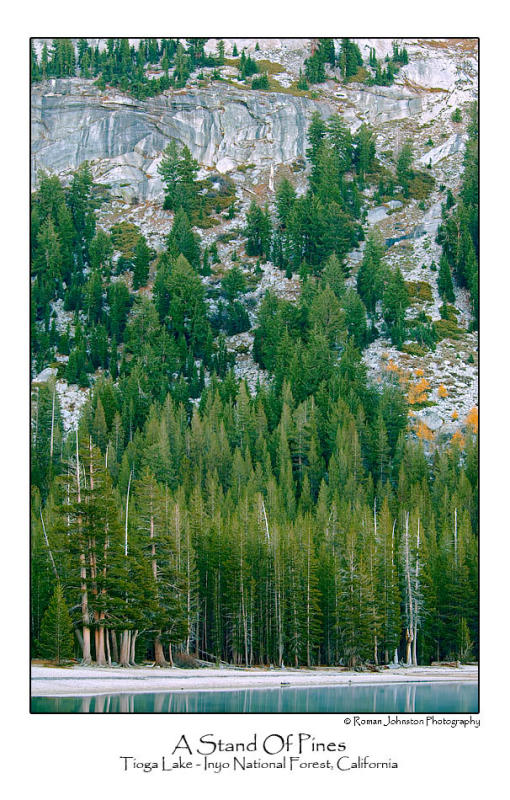 A Stand Of Pines.jpg   (Up To 30 x 45)