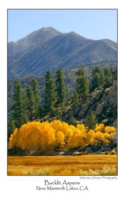 Backlit Aspens.jpg   (Up To 30 x 45)