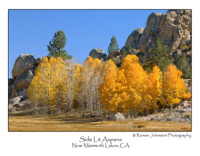 Side Lit Aspens.jpg (Up To 30 x 45)