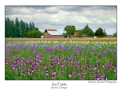 Iris Fields.jpg