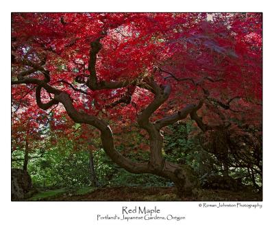 Red Maple.jpg