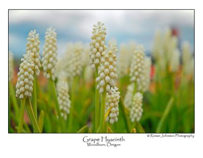 g3/91/385991/3/54241585.GrapeHyacinth.jpg