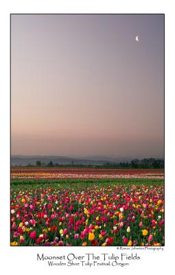 Moonset Ove The Tulip Fields.jpg