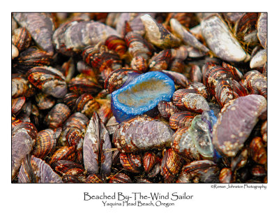 Beached By-The-Wind Sailor.jpg (up to 20 x 30)