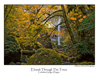 Elowah Through The Trees Horizontal.jpg