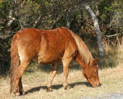 g3/91/415891/3/52954660.assateg2.jpg