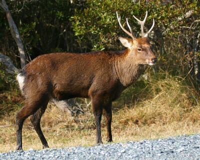 g3/91/415891/3/52954661.assateg3.jpg