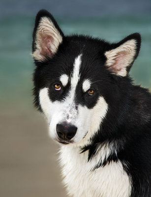 Cute Siberian Husky with begging eyes