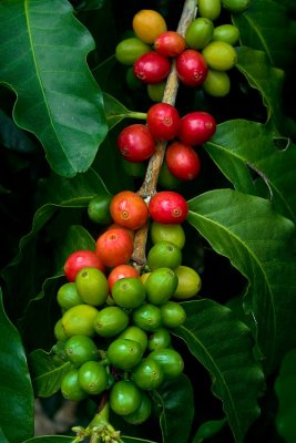 Kona coffee cherries V