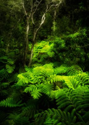 Fern forest