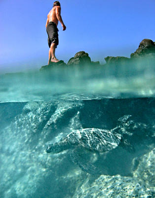 Turtle swimming (half-under shot)