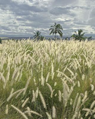 Tall grass at Waikoloa