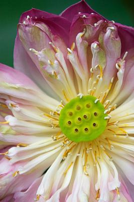 Lotus flower opening