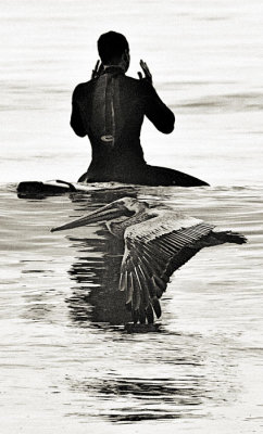 Surfer incantation and pelican